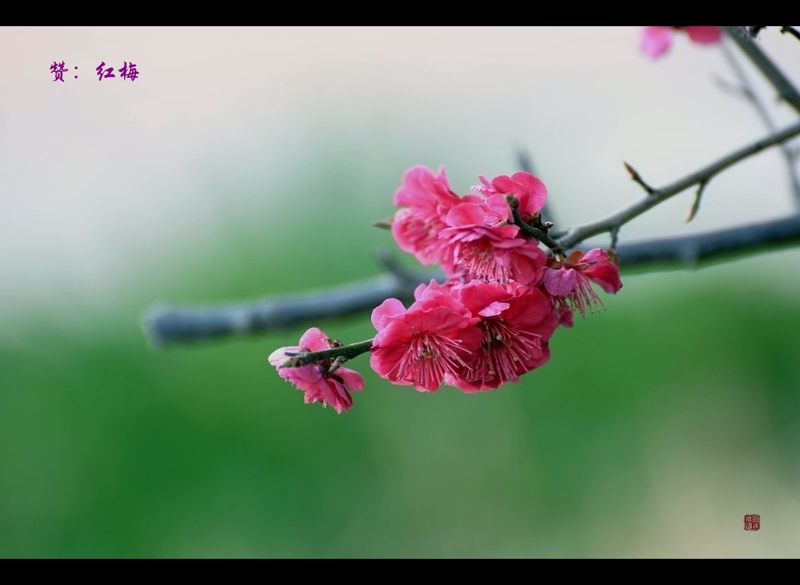 《 红 梅 》 赞 ！