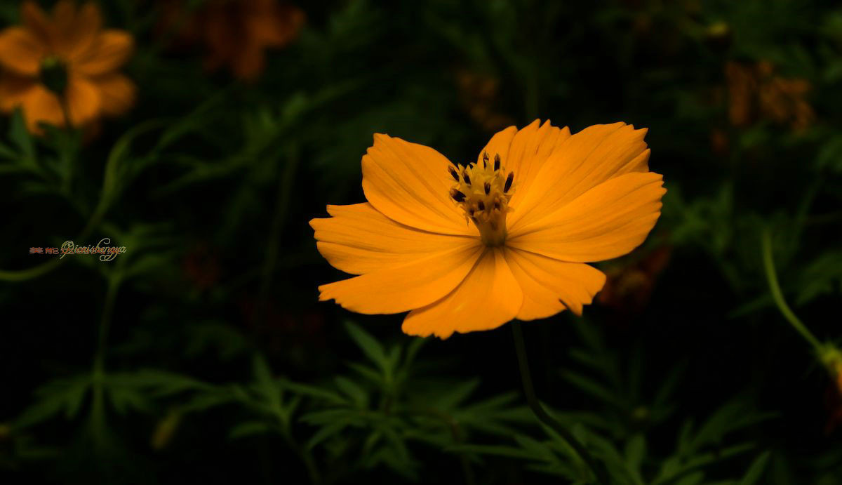 老镜头——美能达的风采