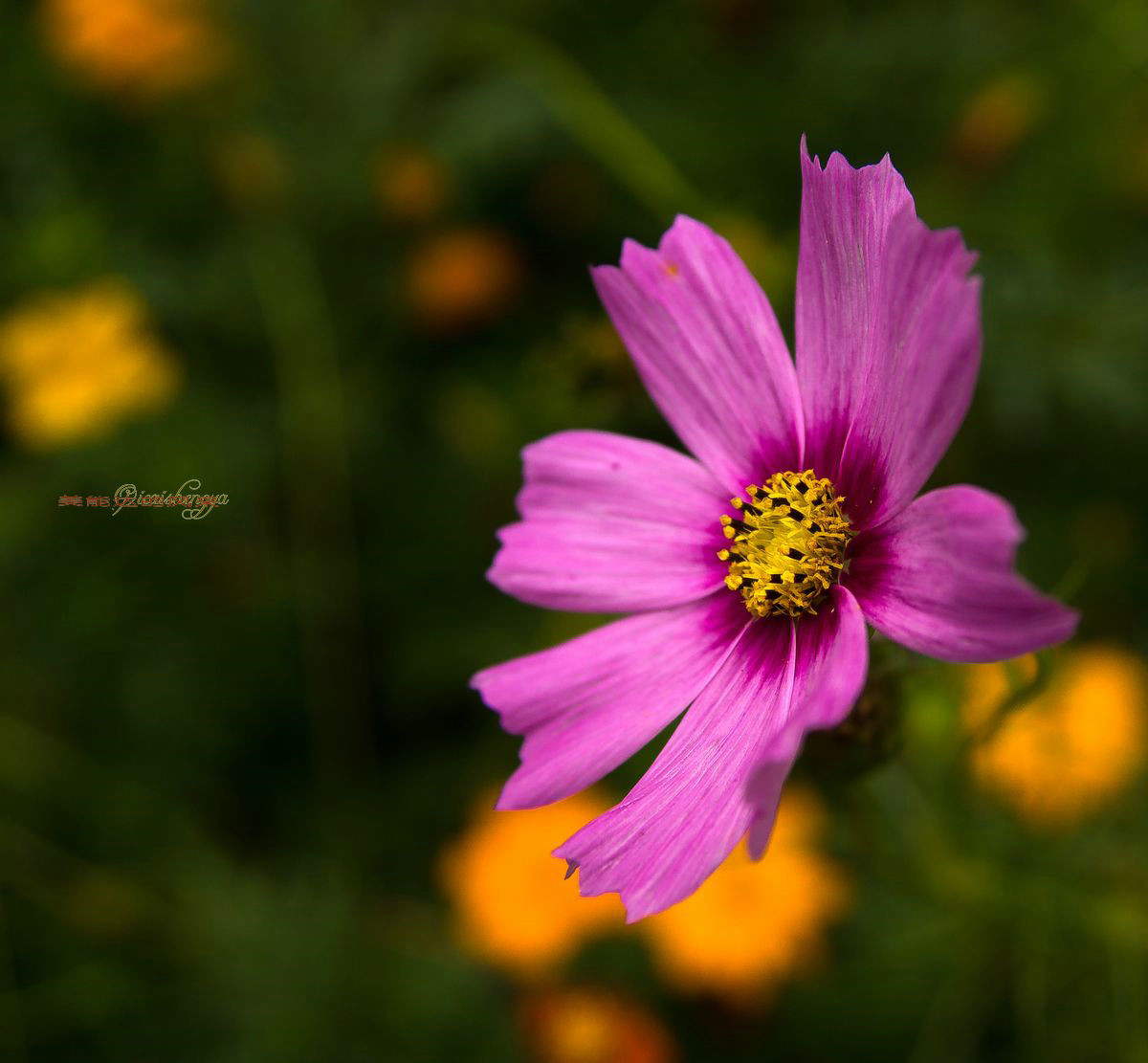 老镜头——美能达的风采