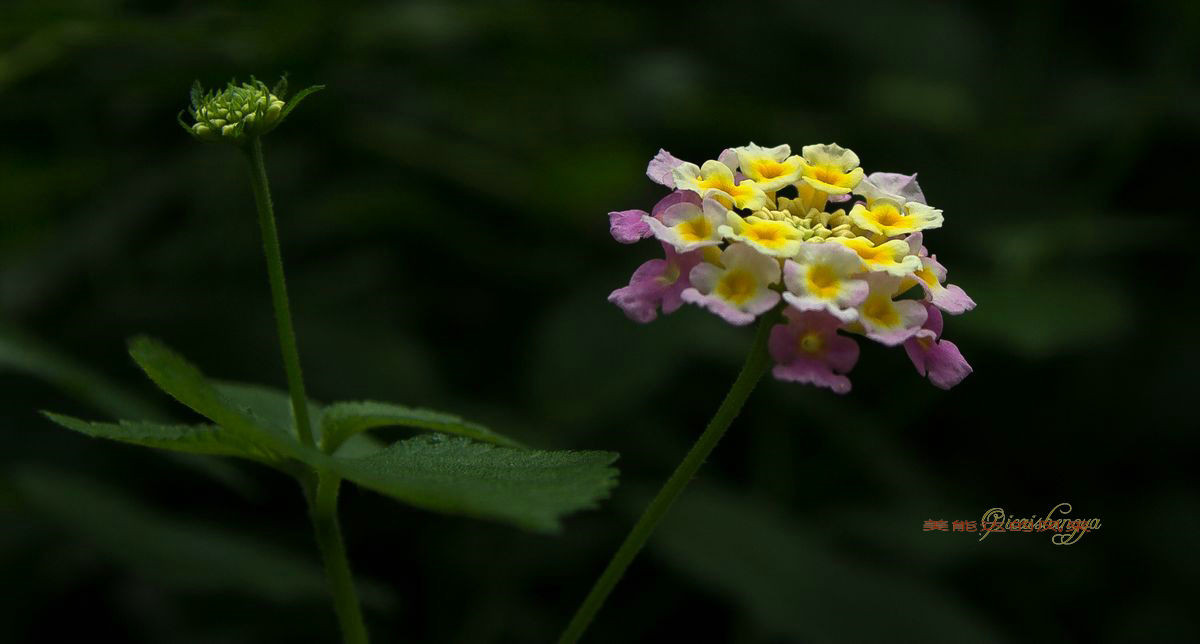 老镜头——美能达的风采