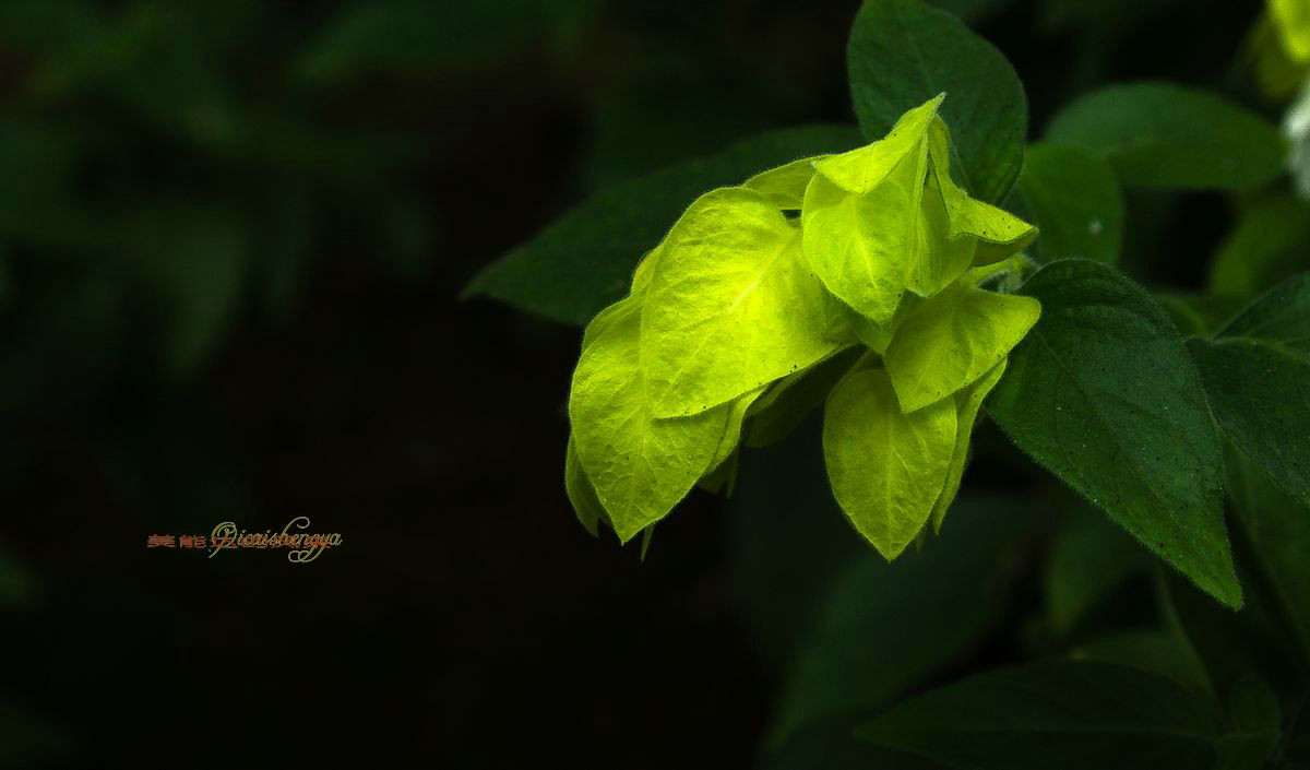 老镜头——美能达的风采