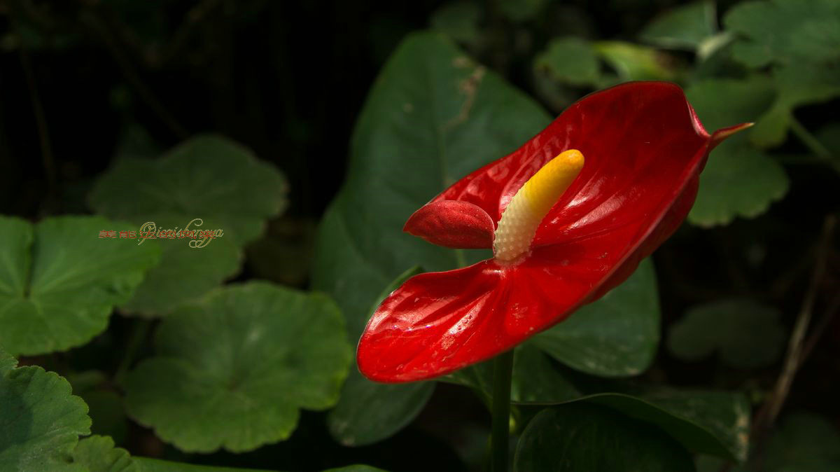 老镜头——美能达的风采