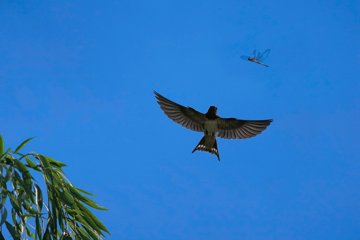刚刚回放照片才搞明白原来家燕是吃蜻蜓滴