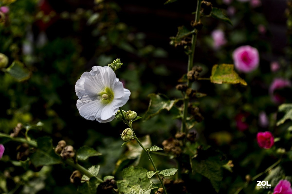 体会一下70-200mml4is