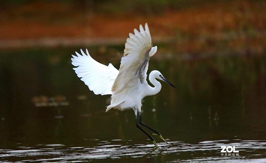 连拍白鹭的捕食