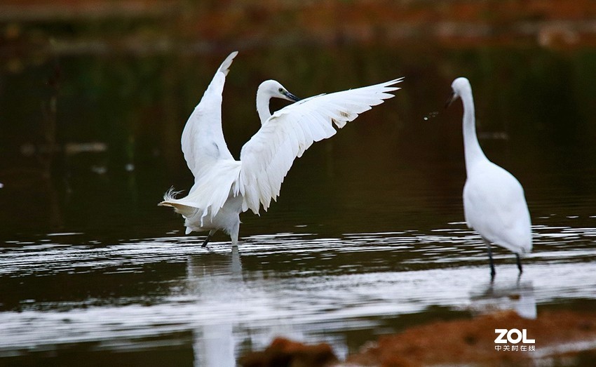 连拍白鹭的捕食