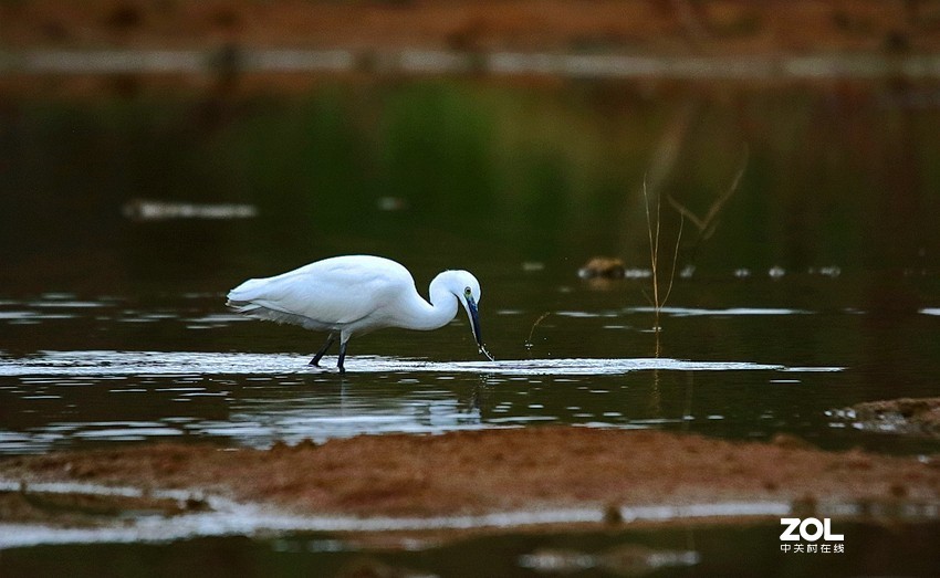 连拍白鹭的捕食