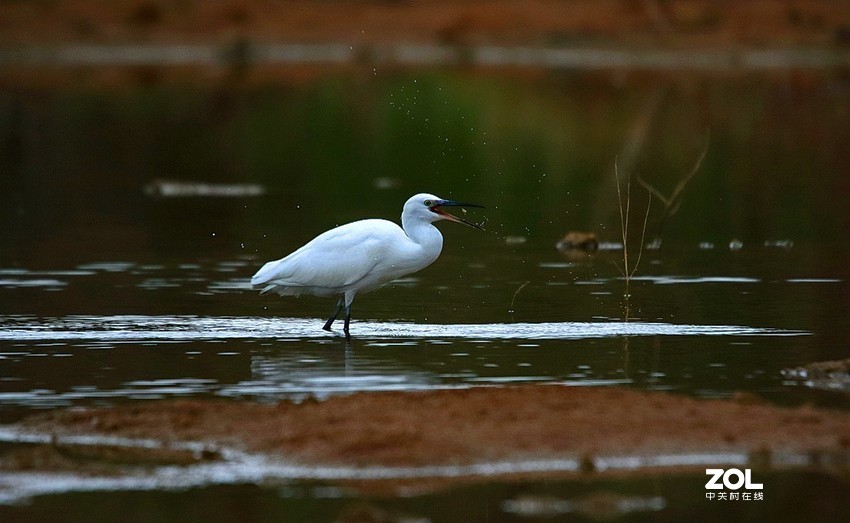 连拍白鹭的捕食