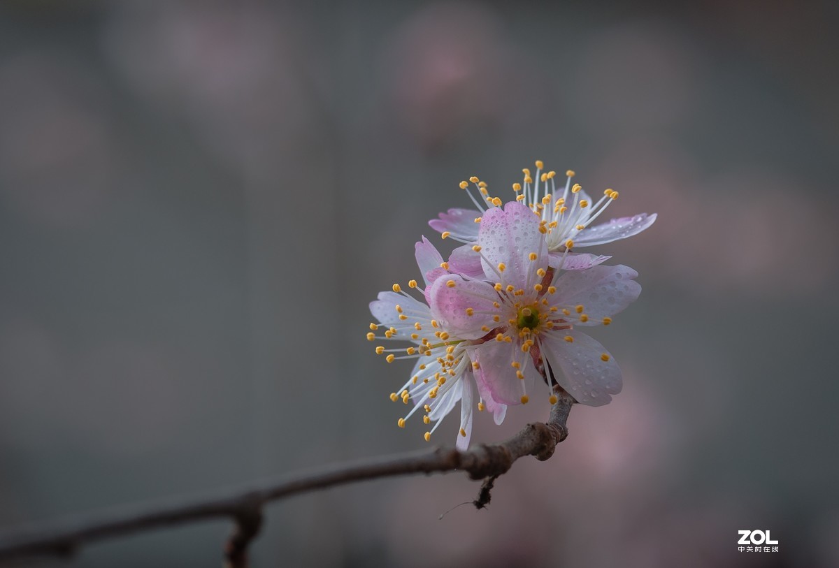 把酒祝东风，又是ー年春。