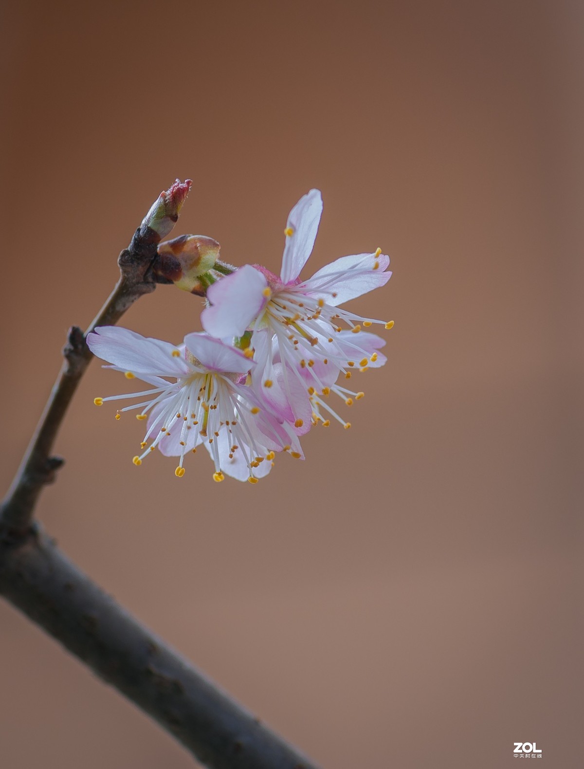 把酒祝东风，又是ー年春。