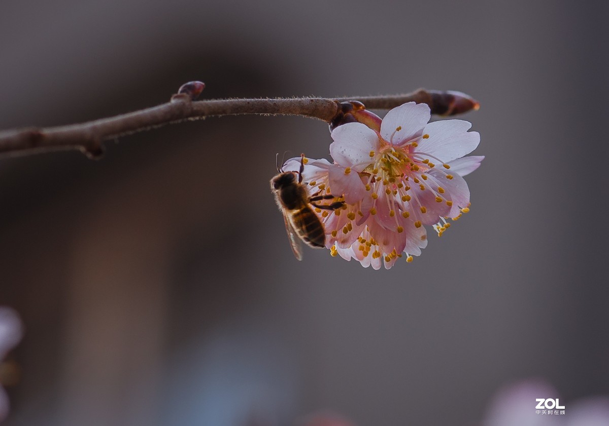 把酒祝东风，又是ー年春。