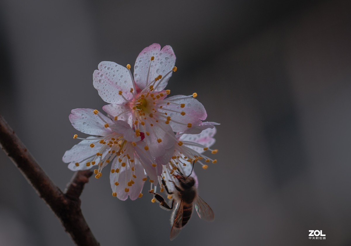 把酒祝东风，又是ー年春。