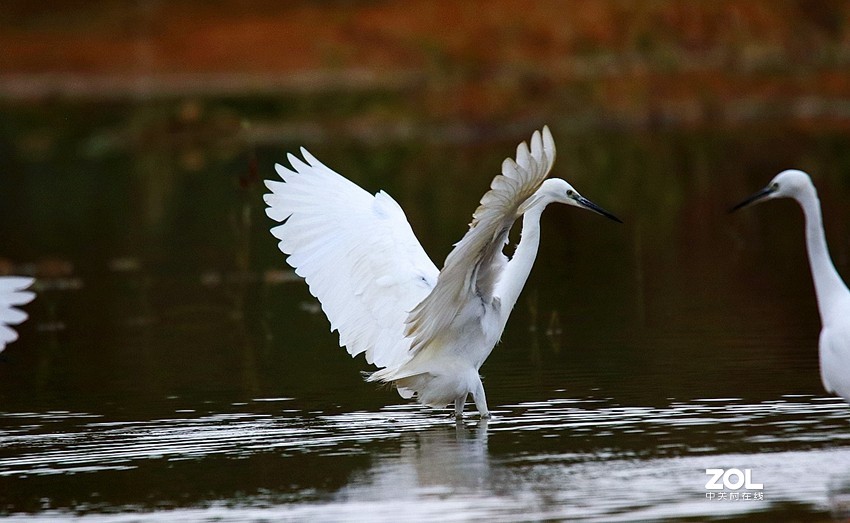 连拍白鹭的捕食