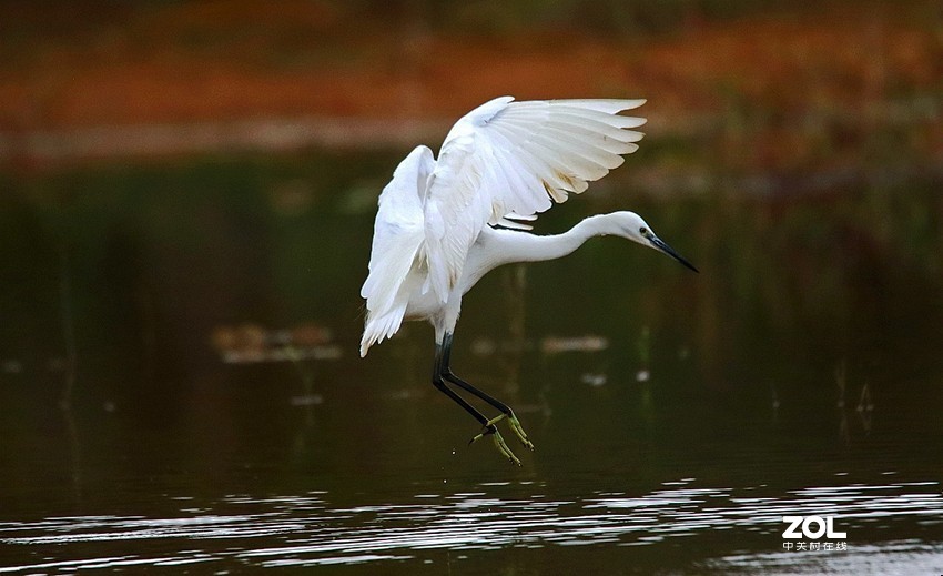 连拍白鹭的捕食