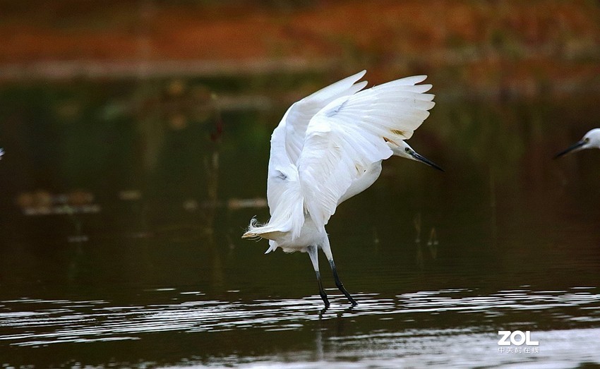 连拍白鹭的捕食