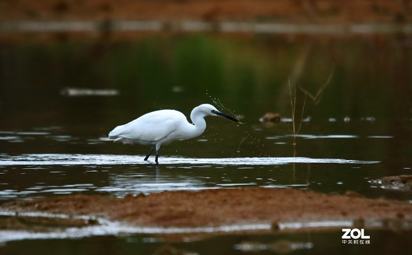 连拍白鹭的捕食