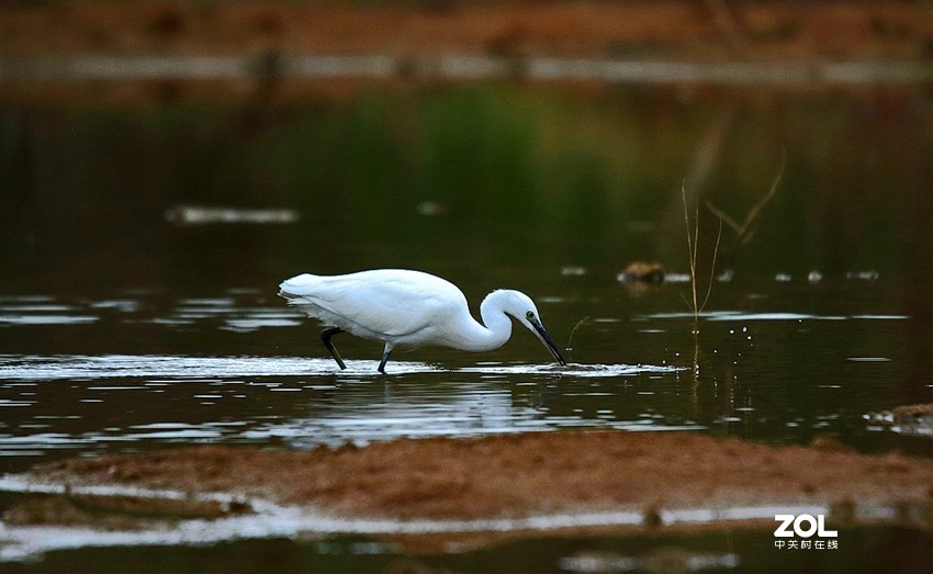 连拍白鹭的捕食