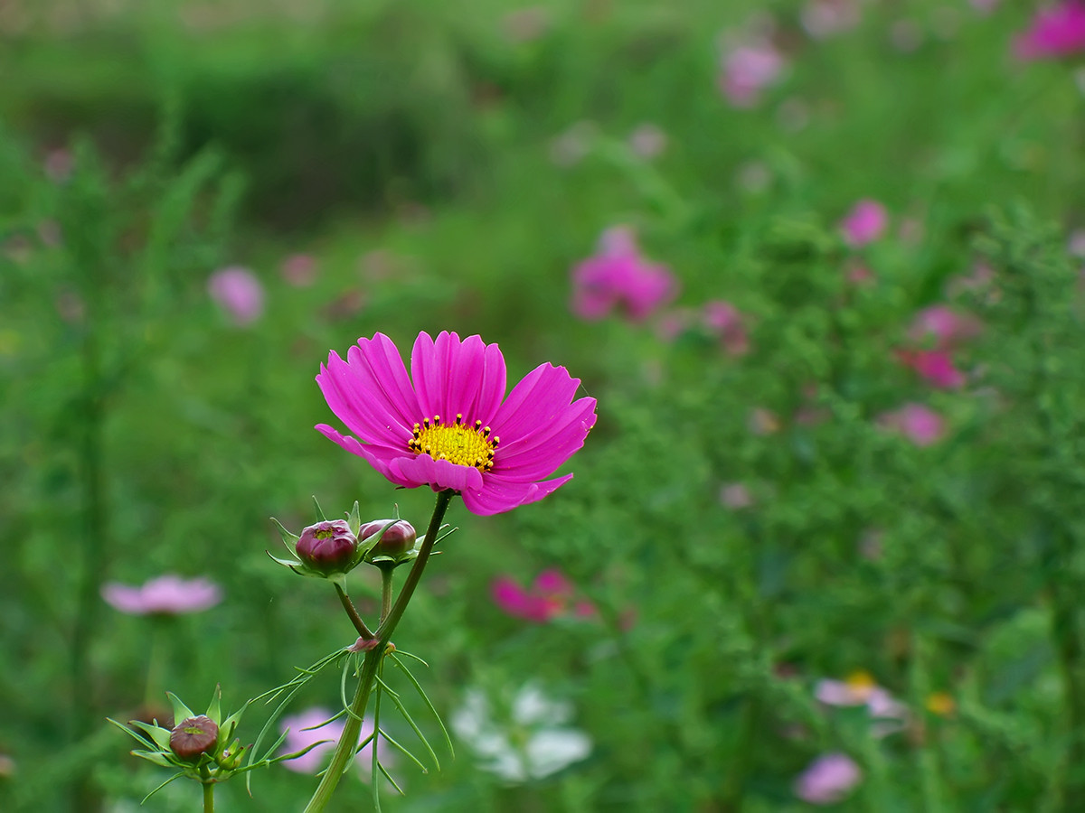 终遇格桑花（第一季终结）