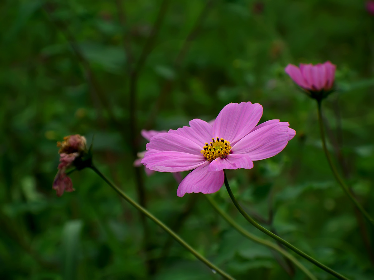 终遇格桑花（第一季终结）