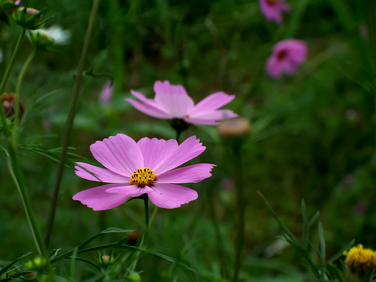 终遇格桑花（第一季终结）