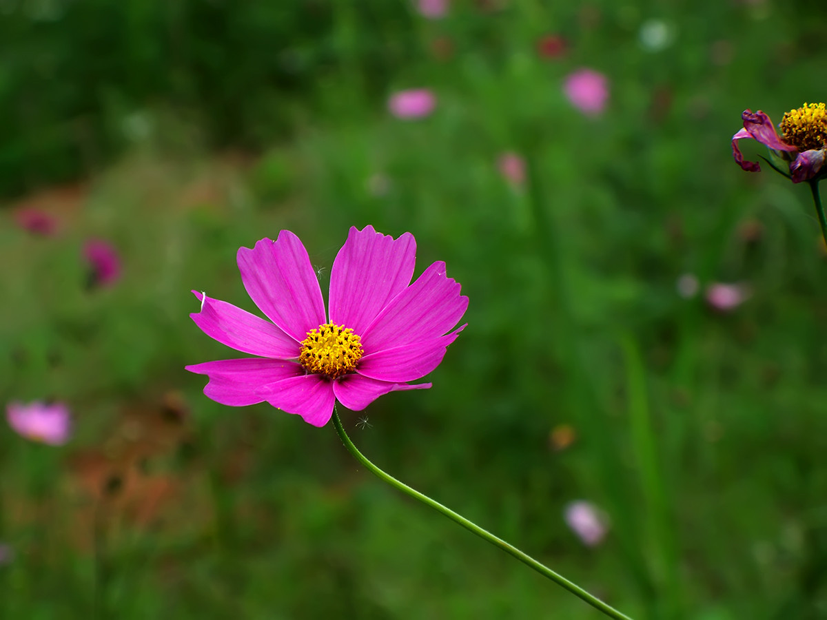 终遇格桑花（第一季终结）