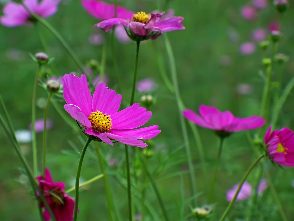 终遇格桑花（第一季终结）