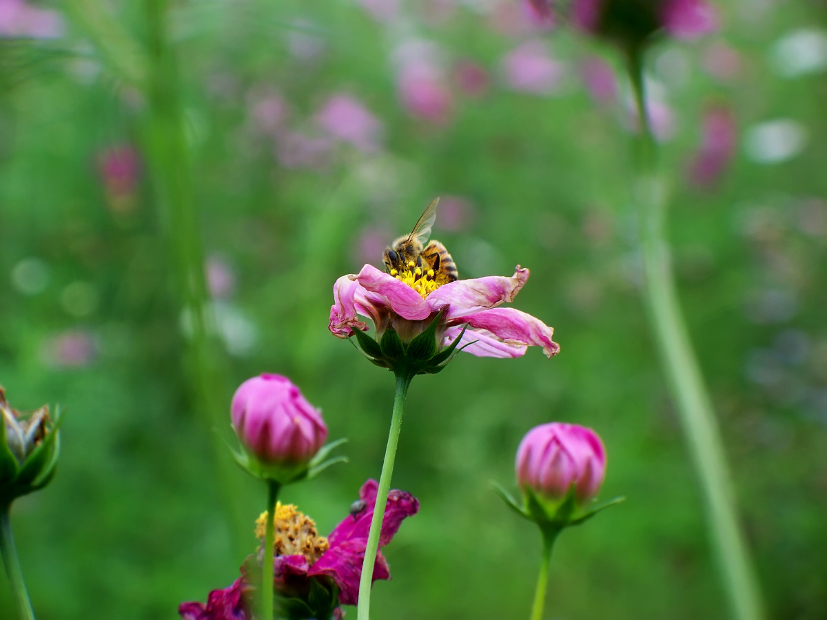 终遇格桑花（第一季终结）