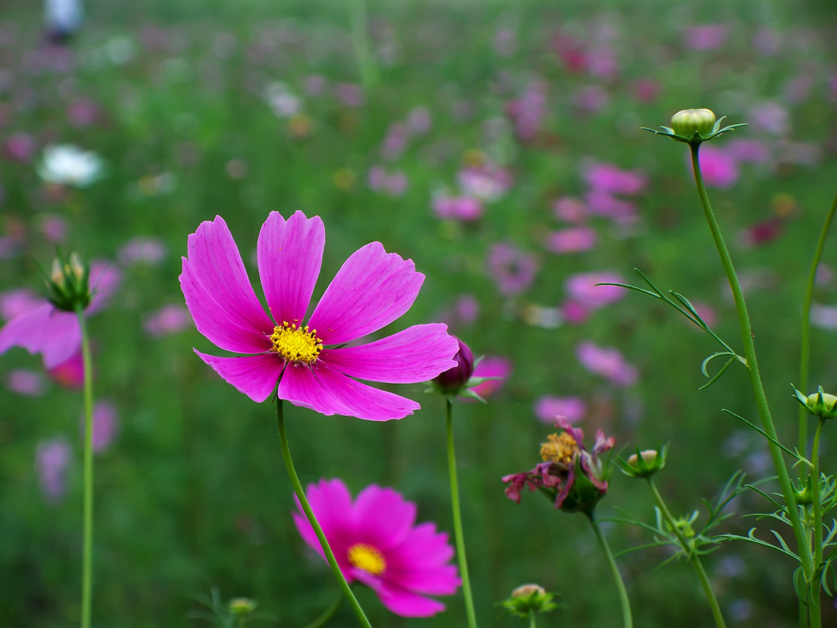 终遇格桑花（第一季终结）