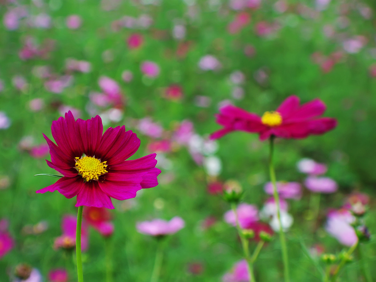 终遇格桑花（第一季终结）