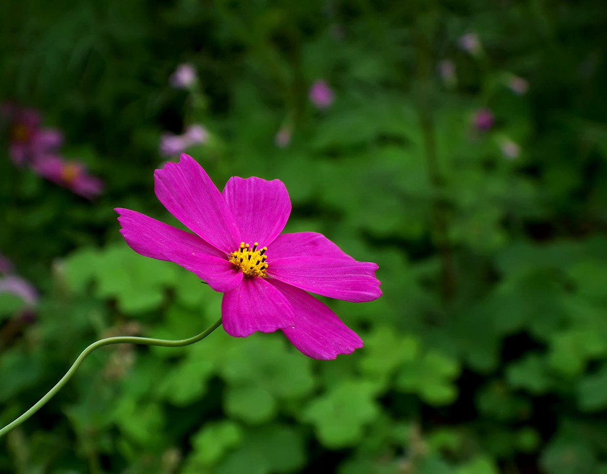终遇格桑花（第一季终结）