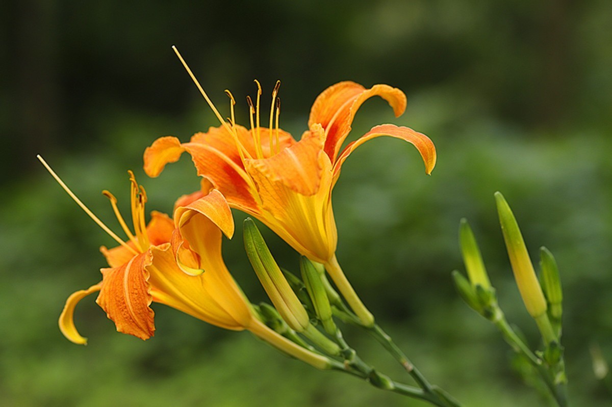 母爱之花萱草花