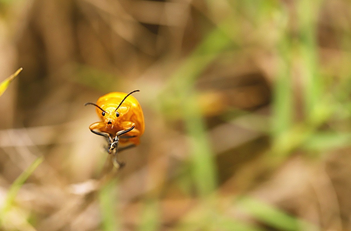 虫趣虎视眈眈的大黄金花虫