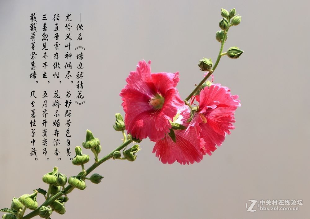 秫秸花1