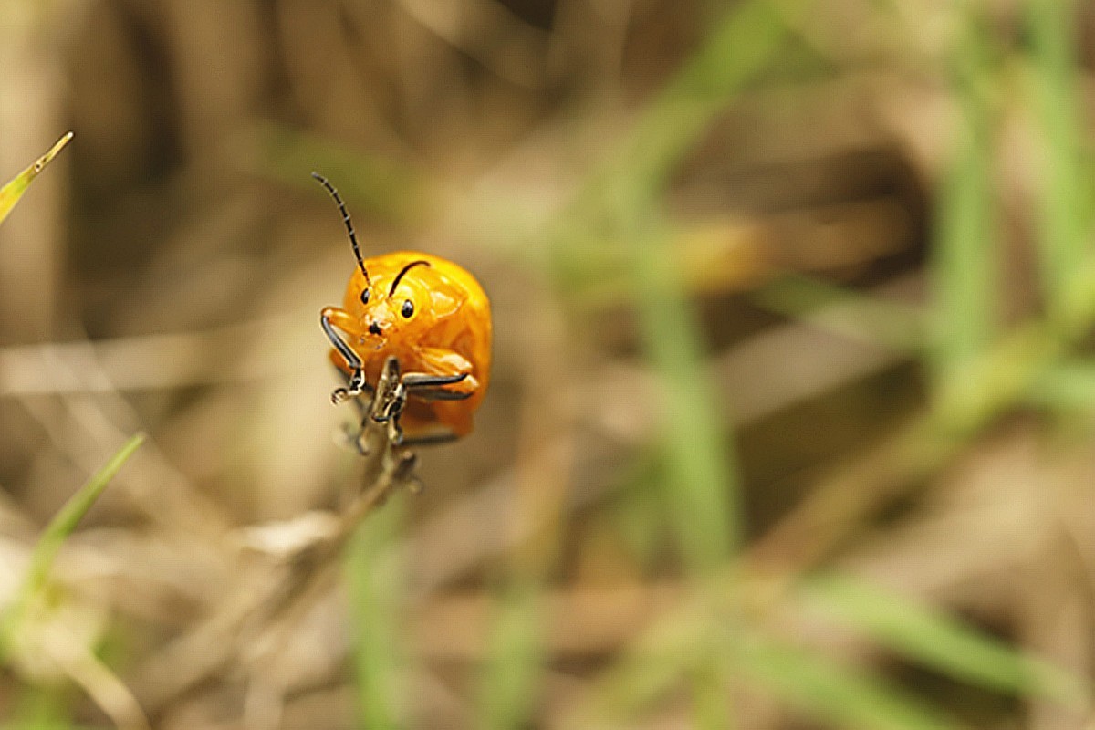 虫趣虎视眈眈的大黄金花虫