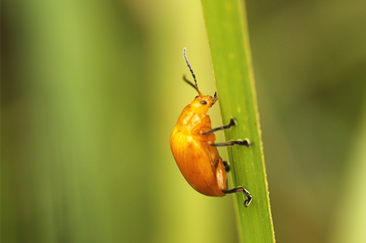 虫趣虎视眈眈的大黄金花虫