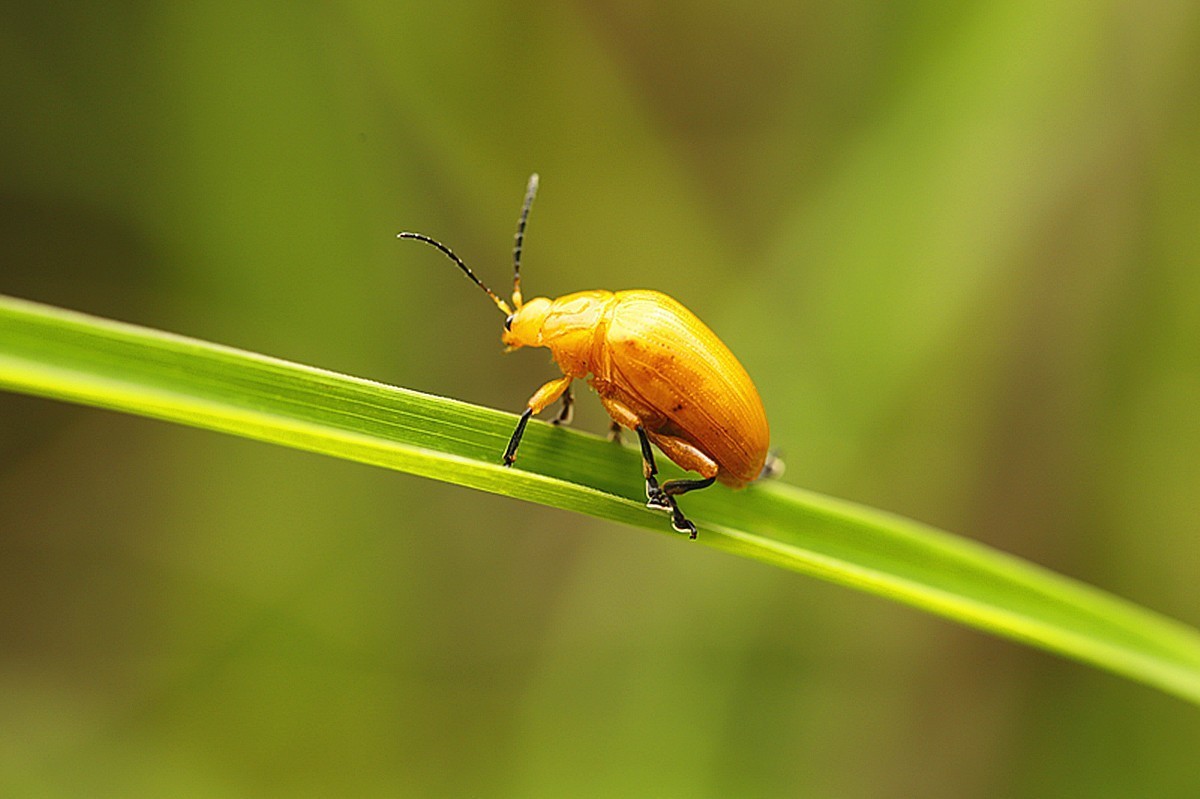 虫趣虎视眈眈的大黄金花虫