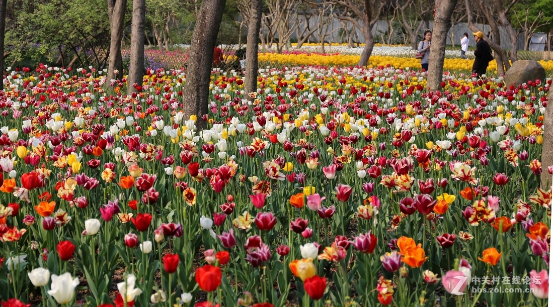 植物园樱花与郁金香