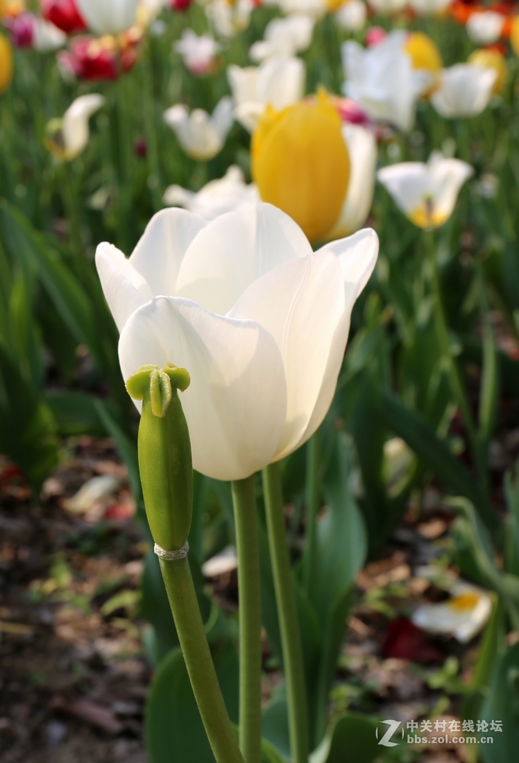 植物园樱花与郁金香