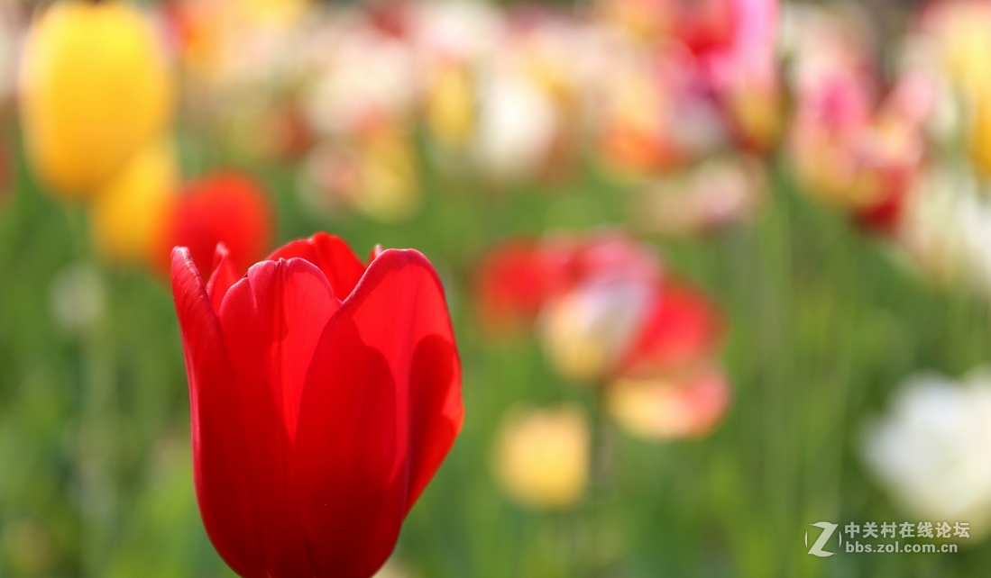 植物园樱花与郁金香