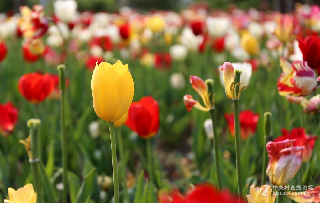 植物园樱花与郁金香