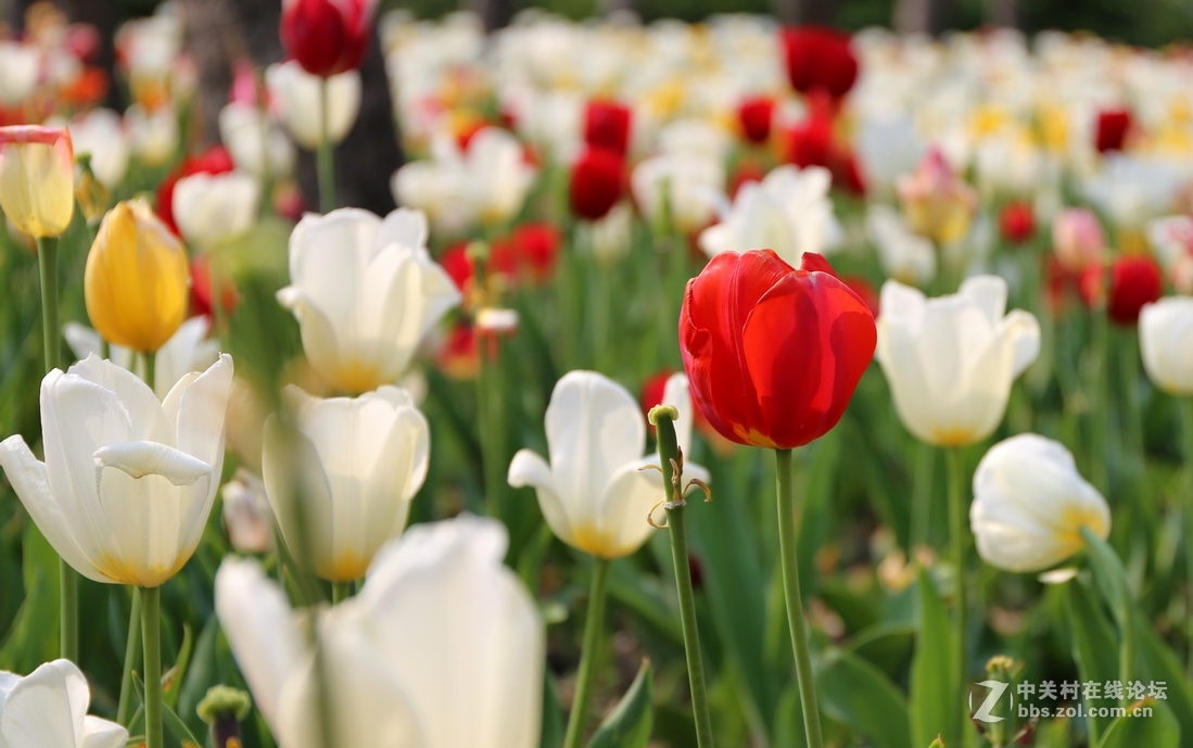 植物园樱花与郁金香
