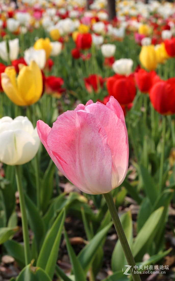 植物园樱花与郁金香