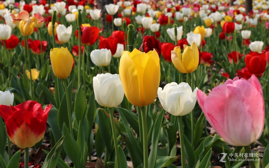 植物园樱花与郁金香