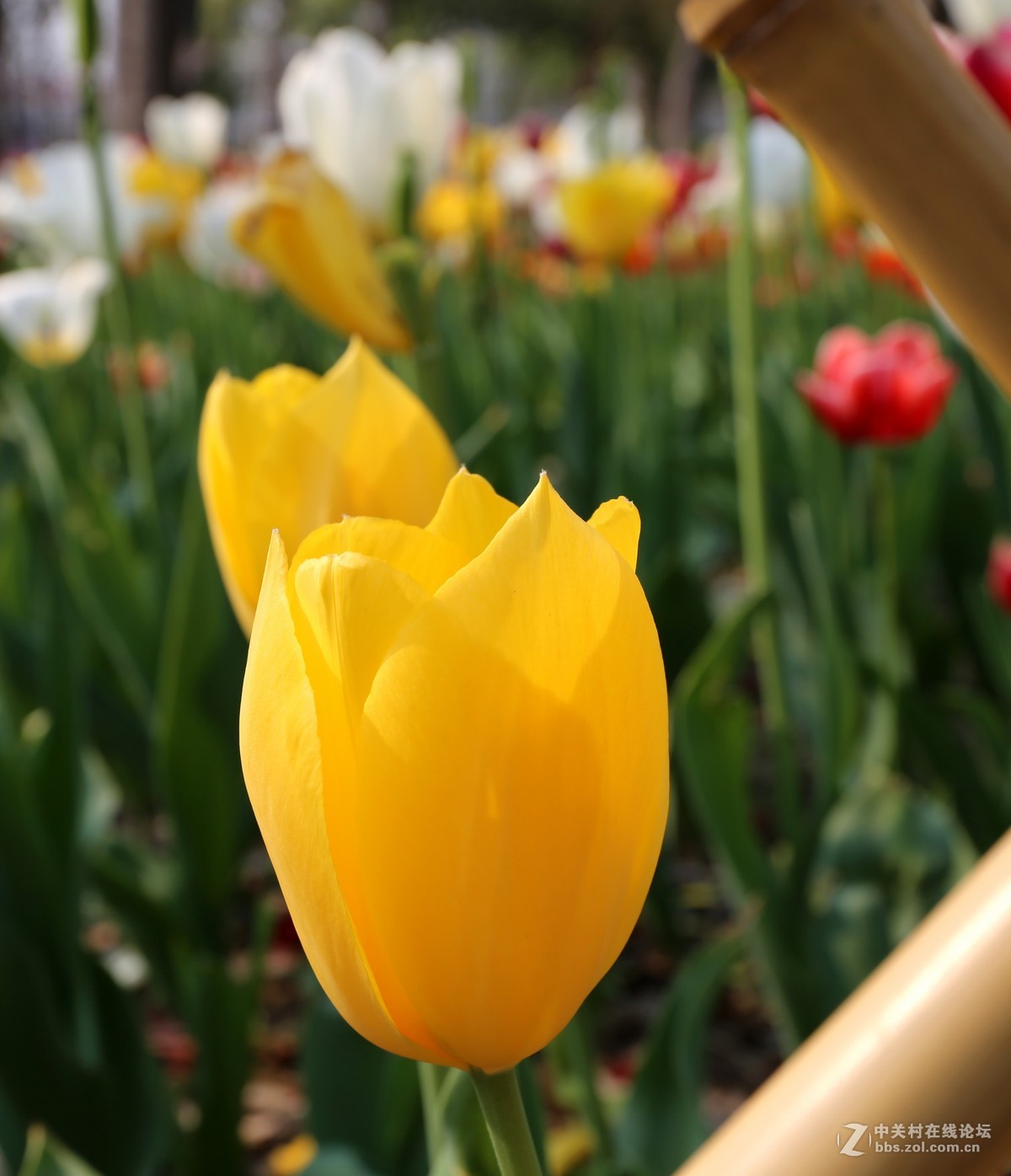 植物园樱花与郁金香