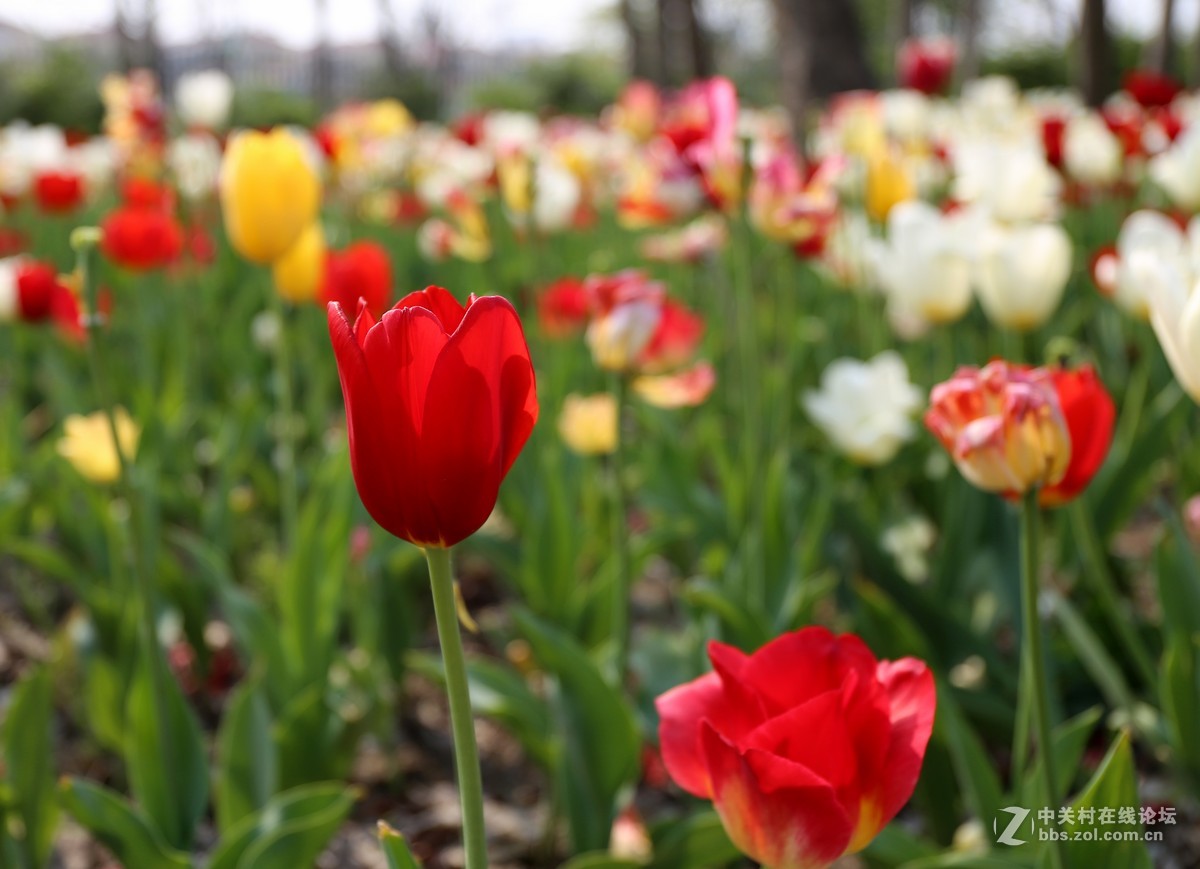 植物园樱花与郁金香
