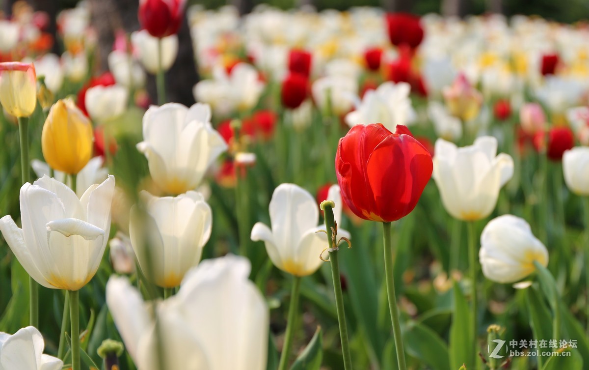 植物园樱花与郁金香