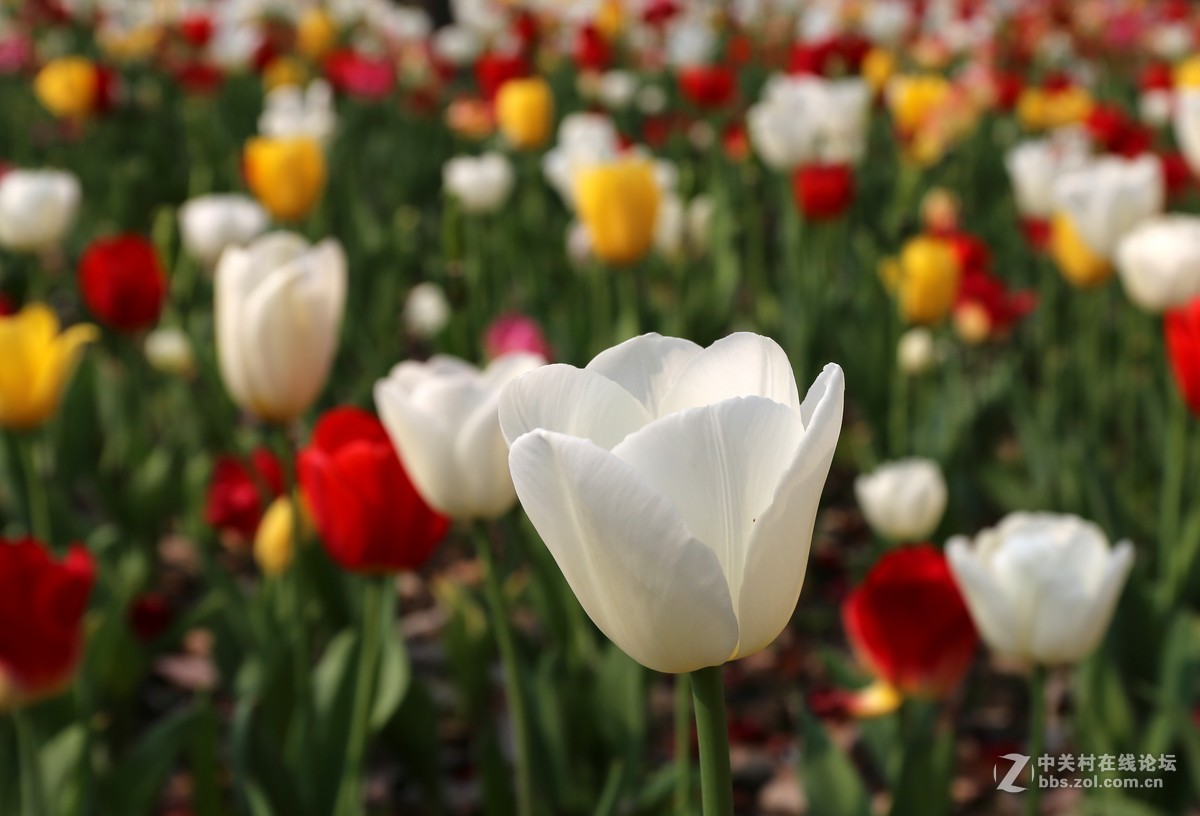 植物园樱花与郁金香