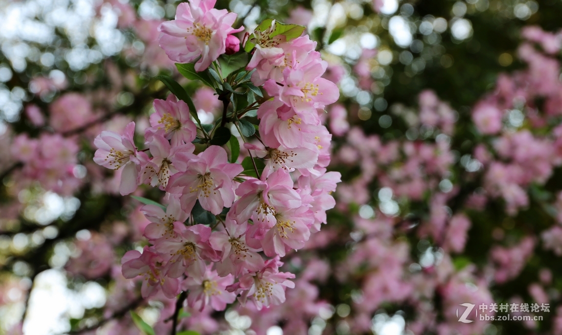 植物园樱花与郁金香