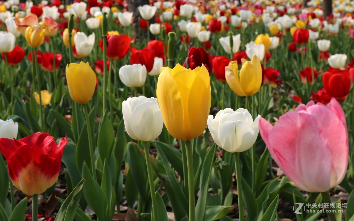植物园樱花与郁金香