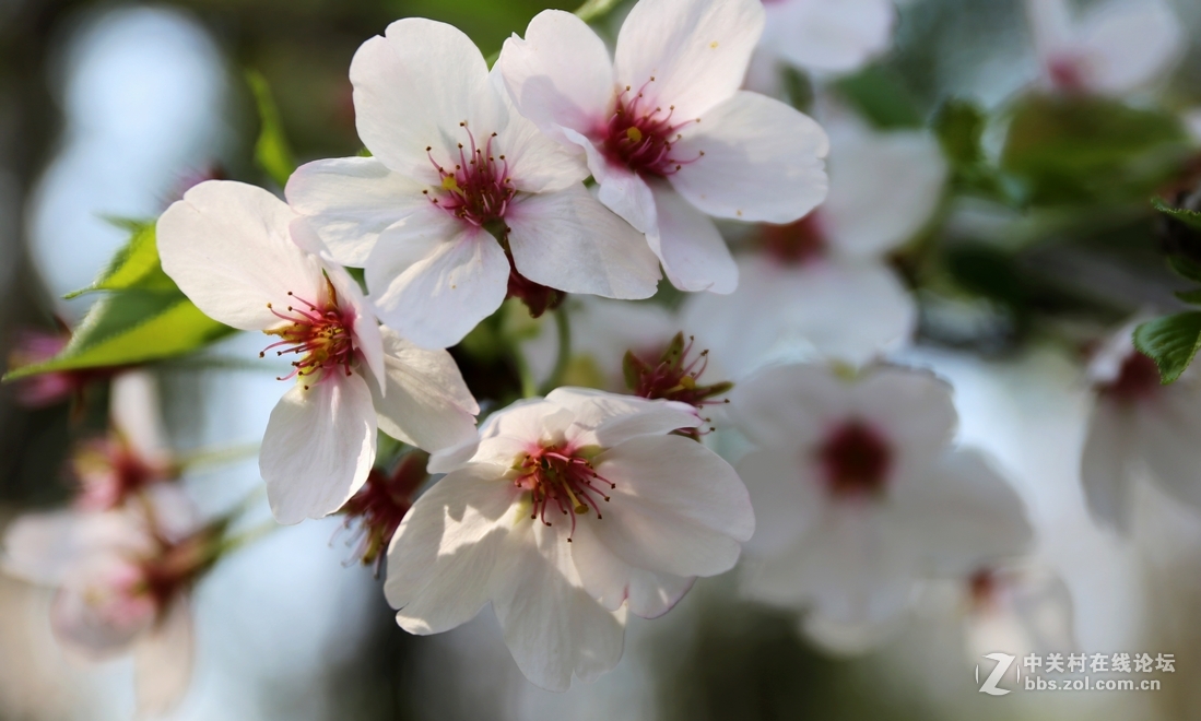 植物园樱花与郁金香